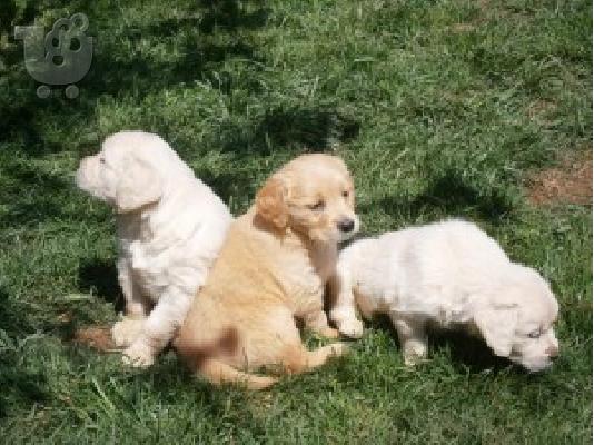 GOLDEN RETRIEVER